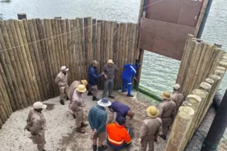 Wildlife Hippo Bull translocated from False Bay Nature Reserve to Plettenberg Bay Game Reserve in Cape Town