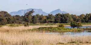 Seasonal Wetland in Cape Point, Cape Town