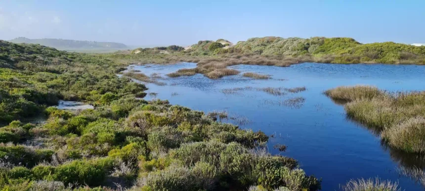 Paardevlei Wetlands in Somerset West, Cape Town