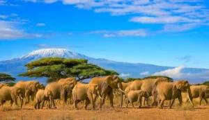 Tanzania Wildlife