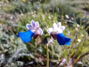 Photograph from Schapenberg Nature Reserve, Cape Town