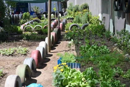 Food Gardens Project launched by Cape Town on World Food Day