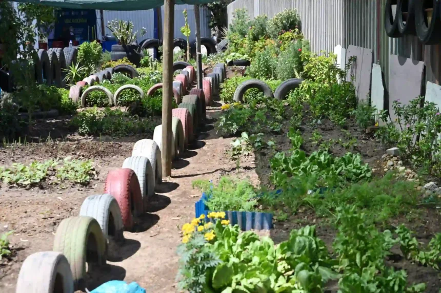 Food Gardens Project launched by Cape Town on World Food Day