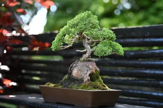 Bonsai Tree, representing Cape Town Bonsai Festival
