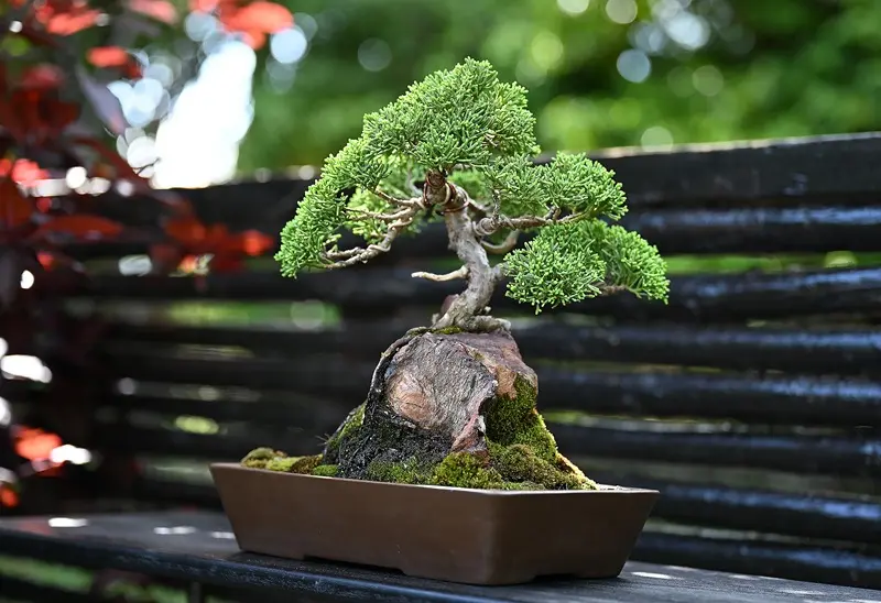 Bonsai Tree, representing Cape Town Bonsai Festival