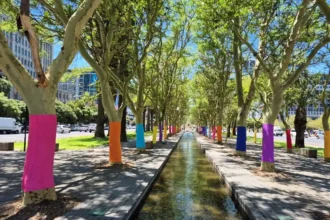 Heerengracht trees wrapped in pastels by Cape Town CCID