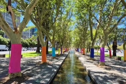 Heerengracht trees wrapped in pastels by Cape Town CCID