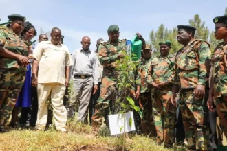Kenya Forest Service officers during restoration drive in Mt. Elgon region