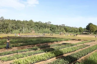 Kinale Mega Nursery, Kenya