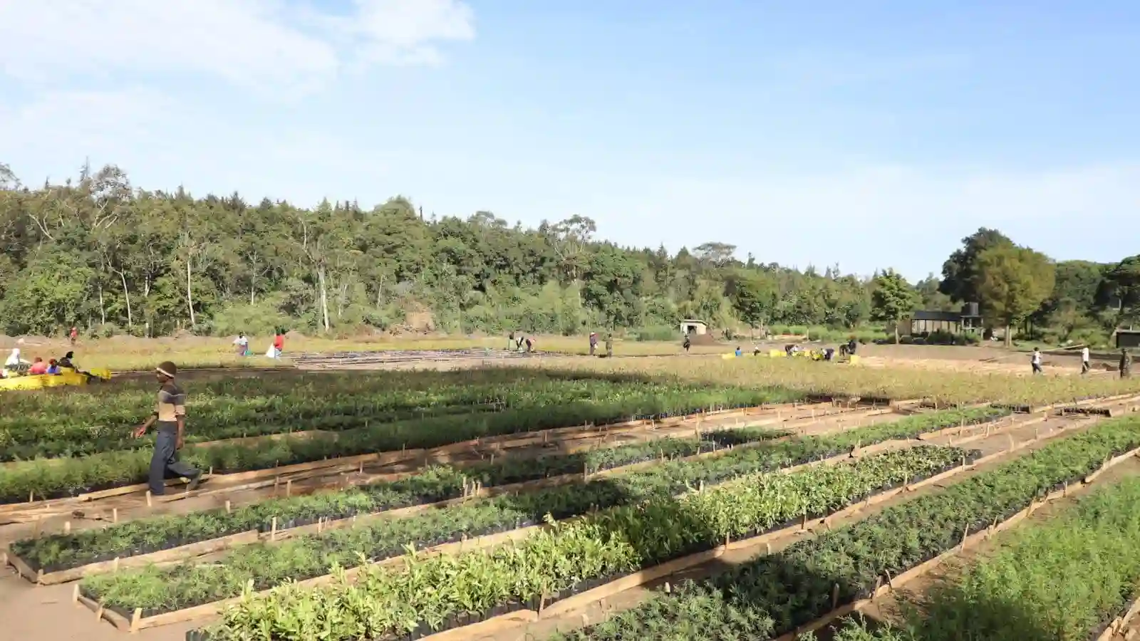 Kinale Mega Nursery, Kenya