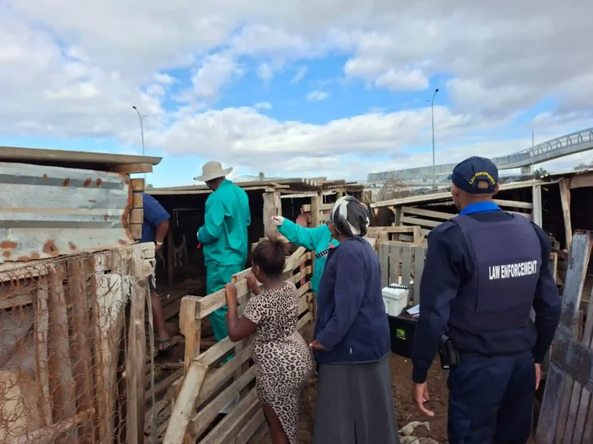 Western Cape Agri State Vet curing Foot and Mouth Disease
