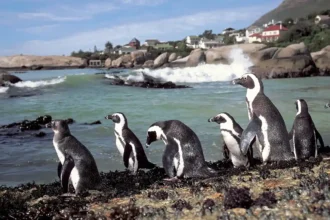 African penguins on World Penguin Day