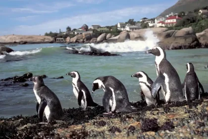 African penguins on World Penguin Day