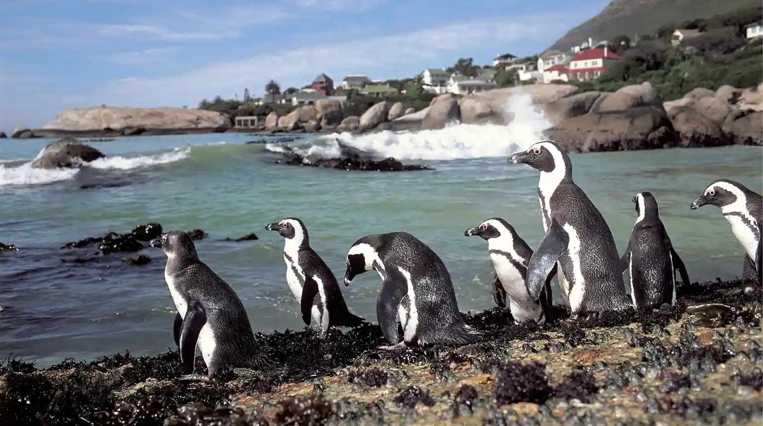 African penguins on World Penguin Day