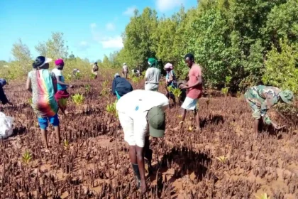 Kenya Forest Services taking up Tree Planting Initiative