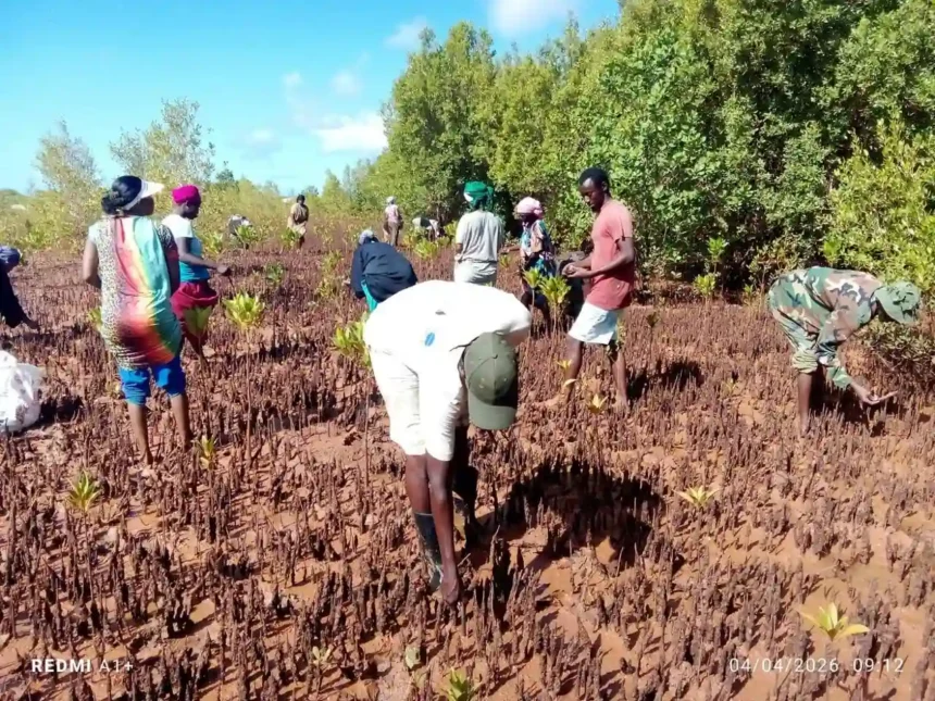 Kenya Forest Services taking up Tree Planting Initiative