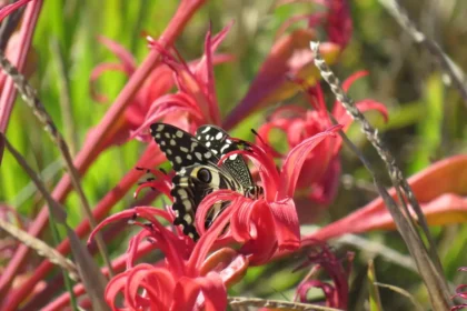 Butterfly clicked by a Capetonian during City Nature Challenge in Cape Town