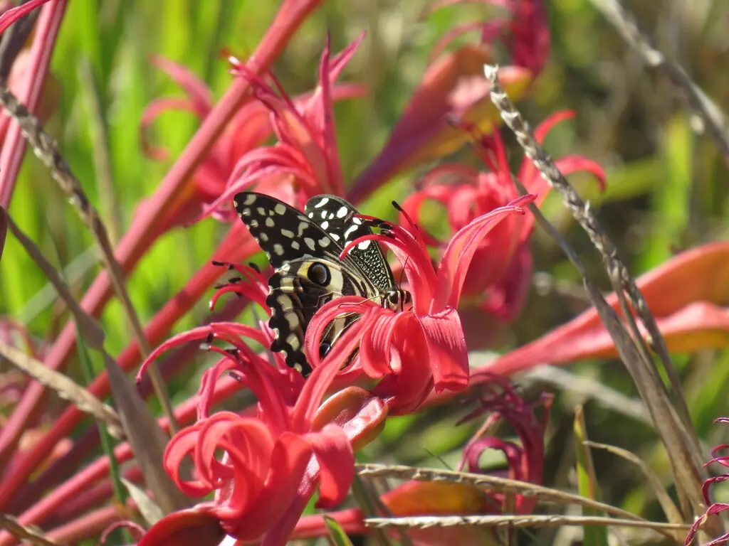 Butterfly clicked by a Capetonian during City Nature Challenge in Cape Town