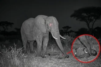 Elephant 'Mnumzane' at Krugar National Park in South Africa while saving the forest ranger