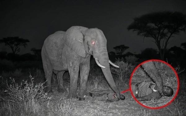 Elephant 'Mnumzane' at Krugar National Park in South Africa while saving the forest ranger