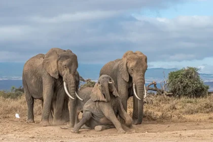 Elephants in Amboseli National Park, Kenya