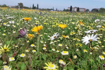 Spring in Cape Town