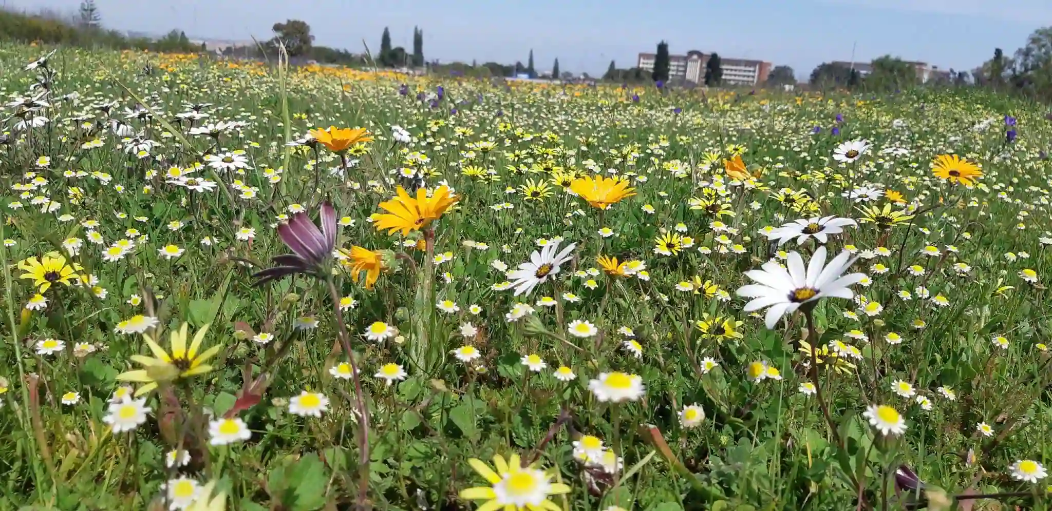 Spring in Cape Town